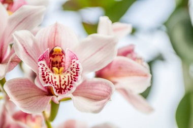 güzel orkide çiçekler