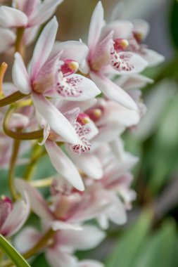 güzel orkide çiçekler