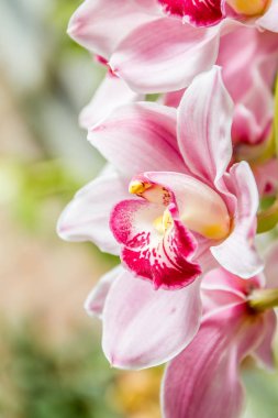 güzel orkide çiçekler