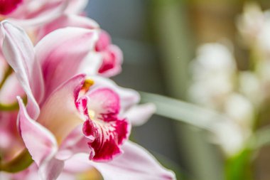 güzel orkide çiçekler