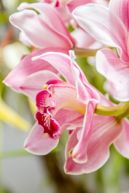 güzel orkide çiçekler