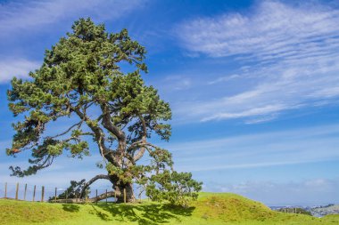 Parkta yeşil ağaçlar