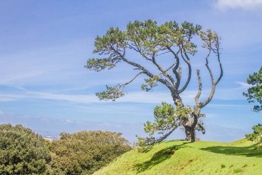Parkta yeşil ağaçlar