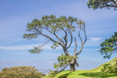 Parkta yeşil ağaçlar
