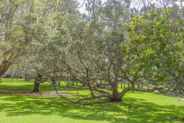 Parkta yeşil ağaçlar