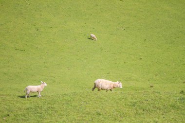 Koyunlar tarlada otluyor.