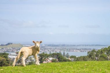 Çimenlerin üzerinde otlatma kuzu