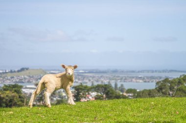 Çimenlerin üzerinde otlatma kuzu