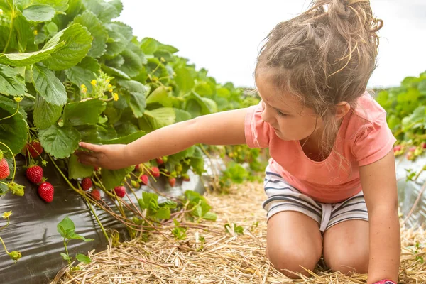 Gelukkig jong kind meisje plukken en eten van aardbeien — Stockfoto