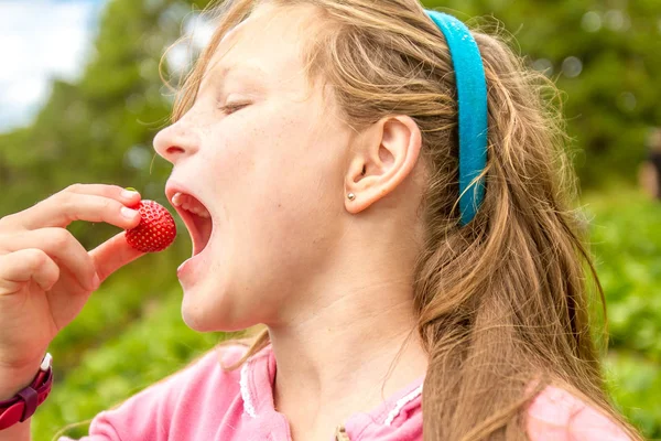 Menina jovem feliz colhendo e comendo morangos — Fotografia de Stock