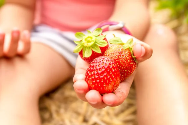 Happy young child girl picking strawberries — Stock Photo, Image