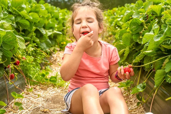 Happy young child girl picking and eating strawberries — Stock Photo, Image