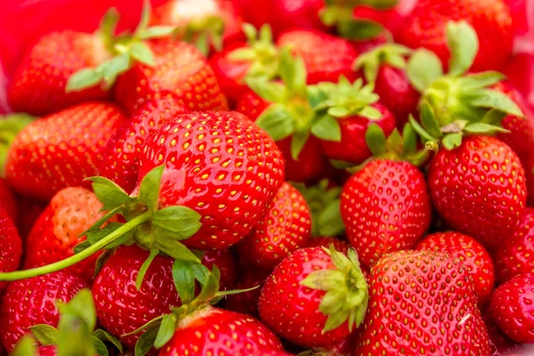 Pile of Red Strawberries — Stock Photo, Image