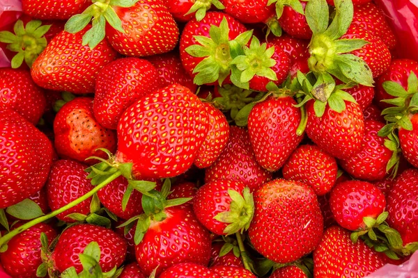 Pile of Red Strawberries — Stock Photo, Image