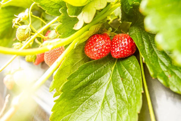 Çilek plantasyonunda büyüyen — Stok fotoğraf