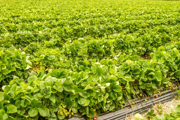 Aardbeien groeien op plantage — Stockfoto
