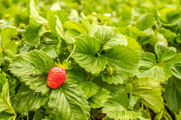 Çilek plantasyonunda büyüyen — Stok fotoğraf