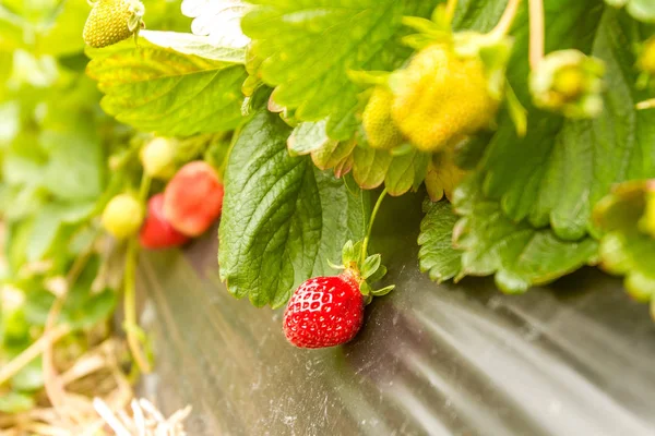 Çilek plantasyonunda büyüyen — Stok fotoğraf