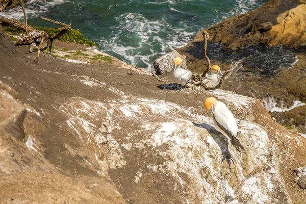 Muriwai-Regionalpark — Stockfoto