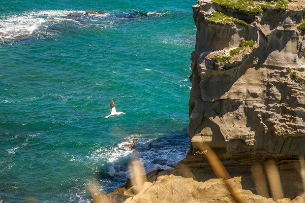 Parque Regional de Muriwai — Foto de Stock