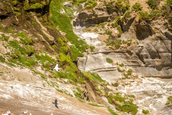 Parque Regional de Muriwai —  Fotos de Stock