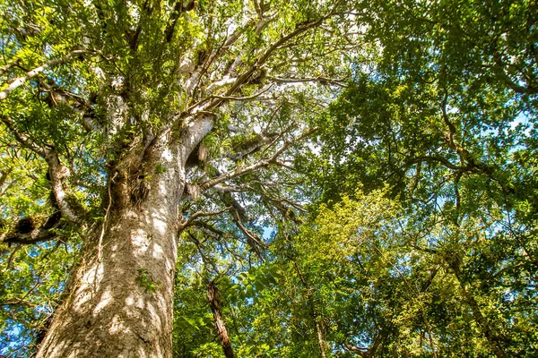 Alberi di Kauri all'Isola del Nord — Foto Stock