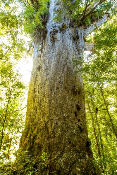 Kuzey Adası'nda kauri ağaçlar