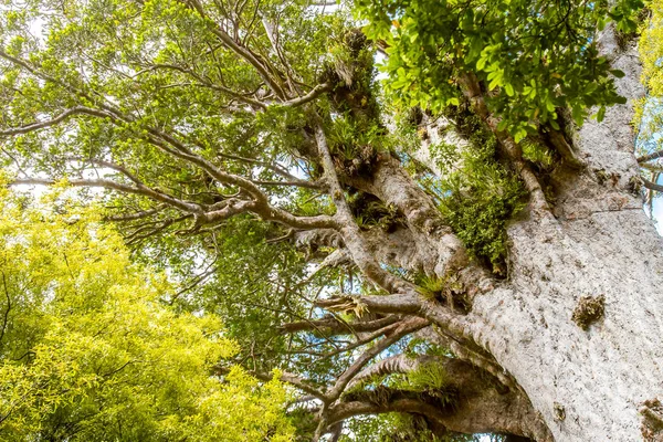 Kauri arbres à l'île du Nord — Photo