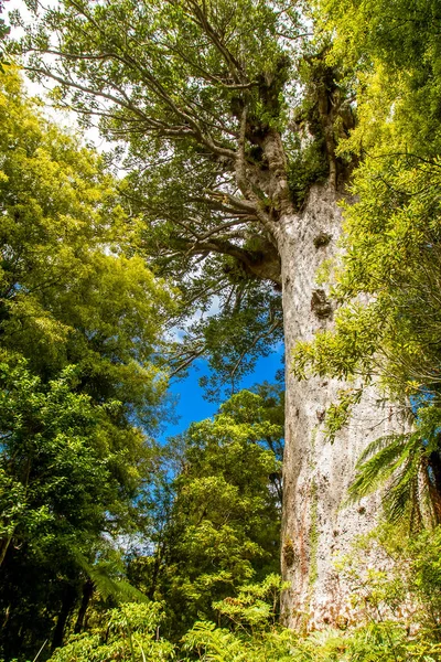 Árboles Kauri en la Isla Norte — Foto de Stock