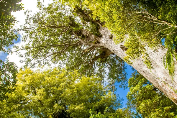 在北岛的贝壳杉树 — 图库照片