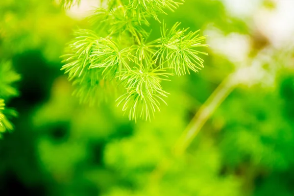 绿色松枝 — 图库照片