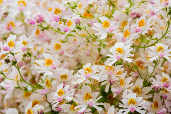 White flowers background — Stock Photo, Image
