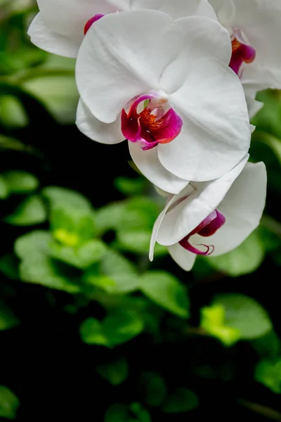 Beautiful orchid flowers — Stock Photo, Image