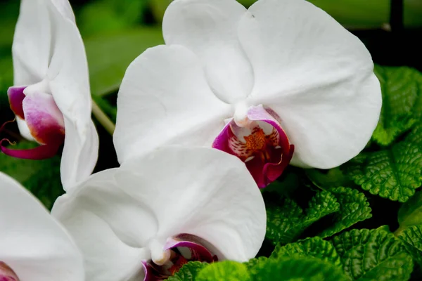 Beautiful orchid flowers — Stock Photo, Image