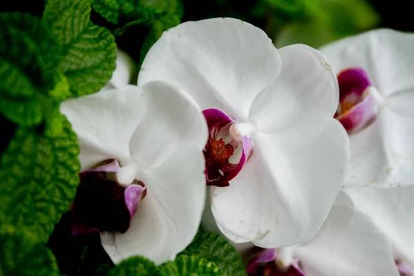 Beautiful orchid flowers — Stock Photo, Image