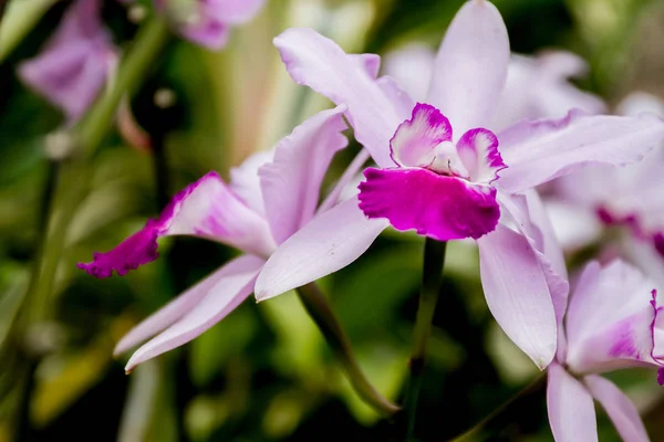 Vackra orkidé blommor — Stockfoto