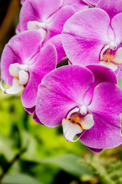 Beautiful orchid flowers — Stock Photo, Image