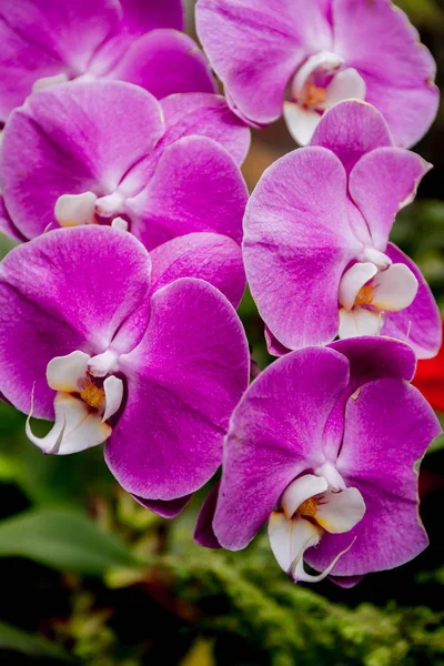 Beautiful orchid flowers — Stock Photo, Image