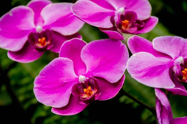 Beautiful orchid flowers — Stock Photo, Image