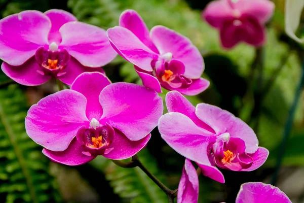 Beautiful orchid flowers — Stock Photo, Image