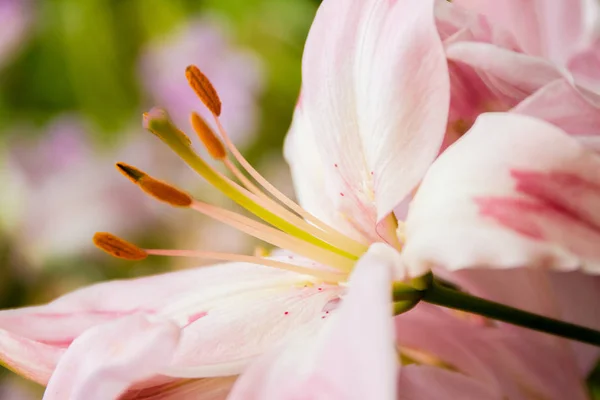 Lily flowers on natural background — Stock Photo, Image