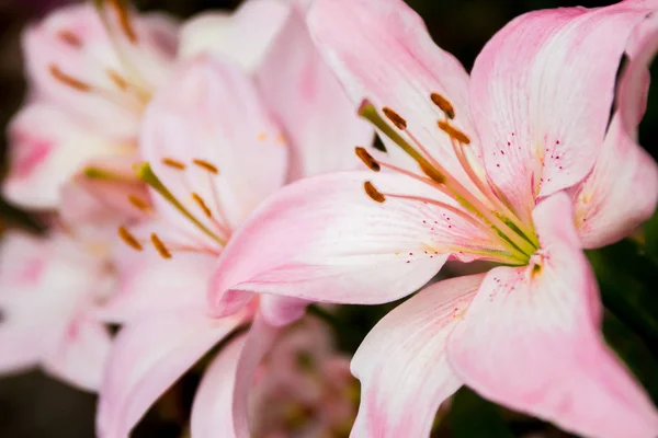 Lily flowers on natural background — Stock Photo, Image