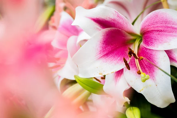 Lily flowers on natural background — Stock Photo, Image