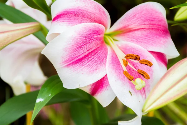 Lily flowers on natural background — Stock Photo, Image