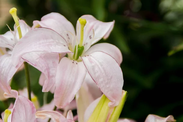 Lily flowers on natural background — Stock Photo, Image