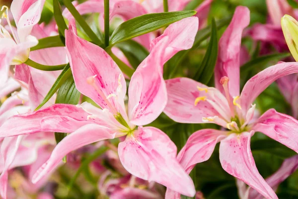 Lily flowers on natural background — Stock Photo, Image