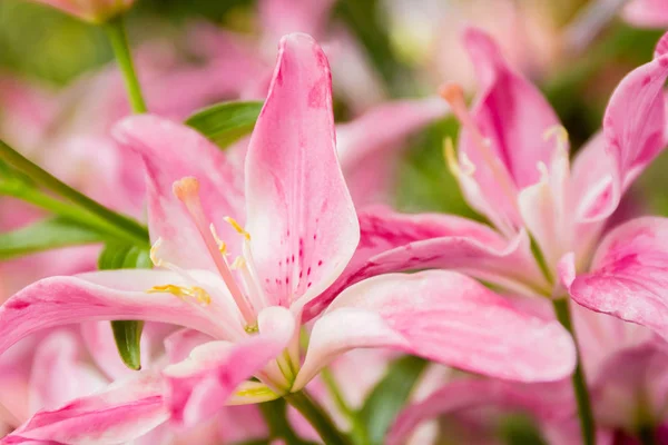 Lily flowers on natural background — Stock Photo, Image