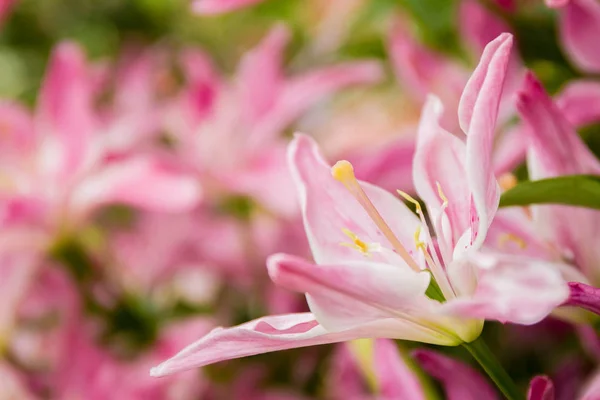 Lily flowers on natural background — Stock Photo, Image