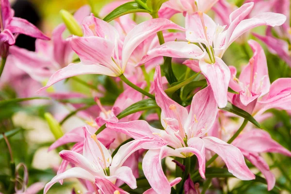 Lily flowers on natural background — Stock Photo, Image