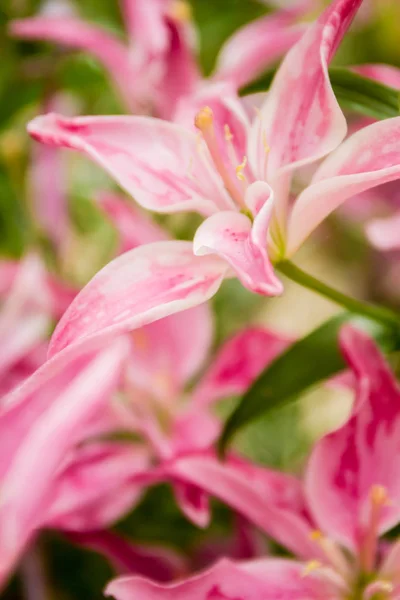 Lily flowers on natural background — Stock Photo, Image